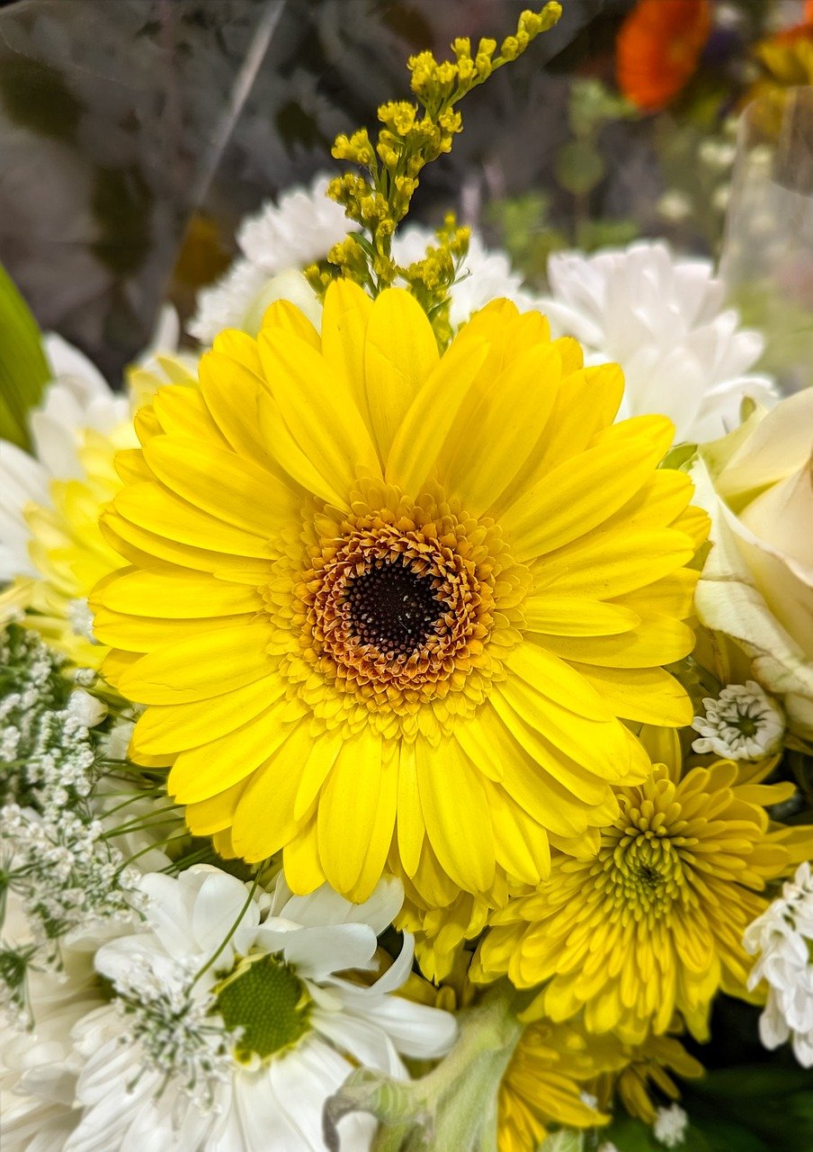 flowers, gerbera, phone wallpaper-8643341.jpg